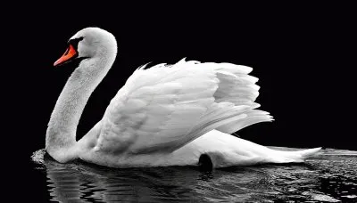 Cisne jigsaw puzzle