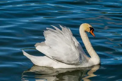 Cisne