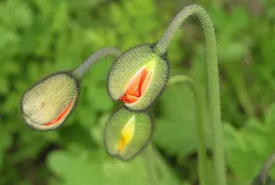 פאזל של Oscocthaj Poupaplos