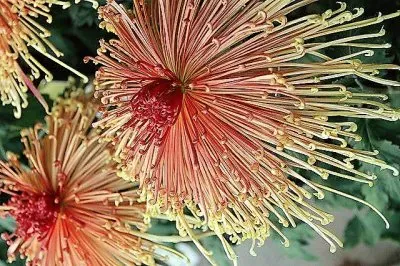 flores