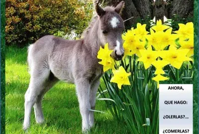 AHORA, QUE HAGO: Â¿OLERLAS?â€¦ Â¿COMERLAS?