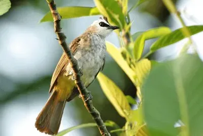 Bulbul coronanera