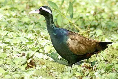 Jacana alibronzo