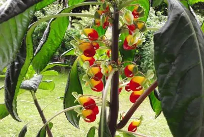 Impatient du zaire jigsaw puzzle