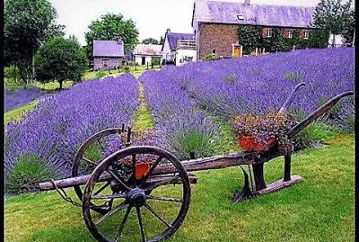flores jigsaw puzzle