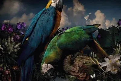 Two parrots