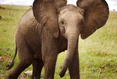 big ears