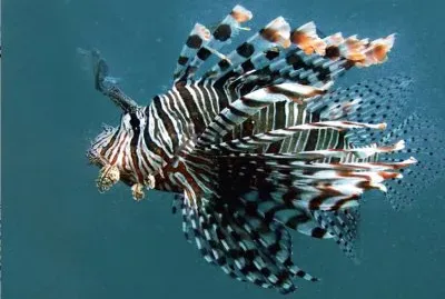 lionfish
