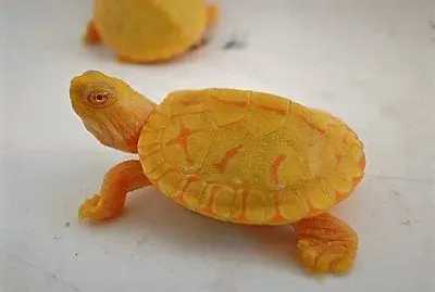 natural