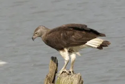 Aquila pescatrice testagrigia