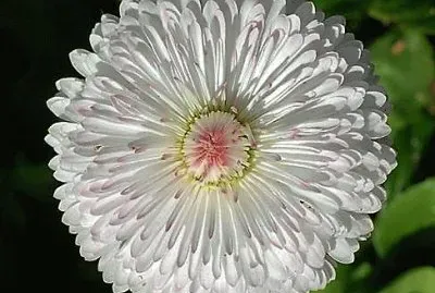 flores