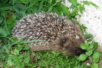 פאזל של hÃ©risson