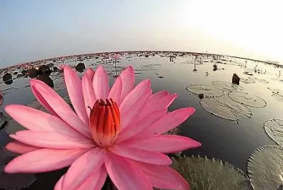 flores