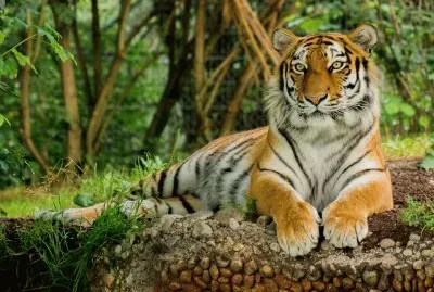 Tiger Mood (LOL)