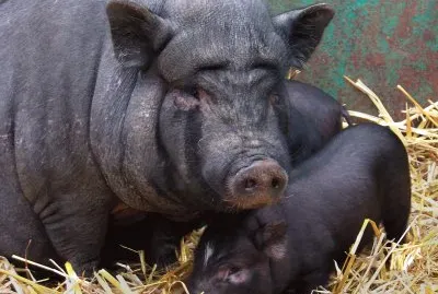 Scrofa