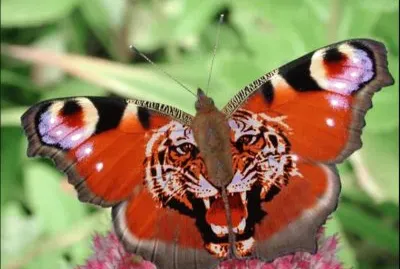 Tigre