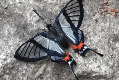 Chorinea sylphina