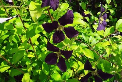 Clematites
