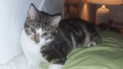 Gatito Omaley