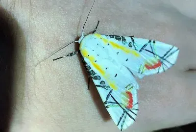 natural