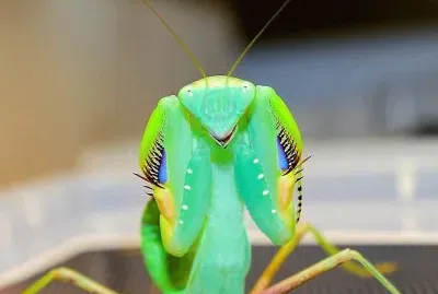 natural
