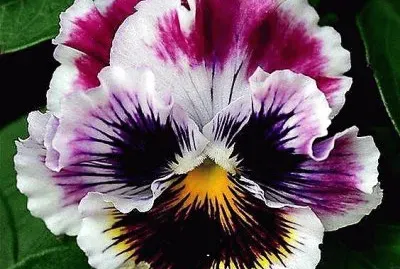 flores