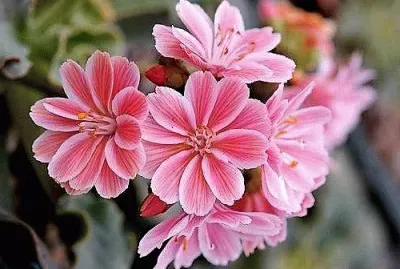 flores