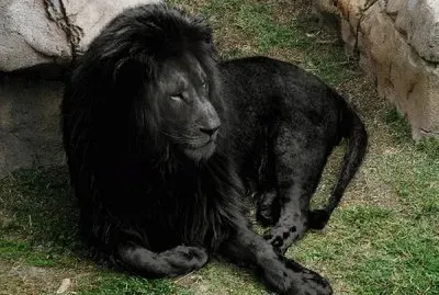 Leone nero jigsaw puzzle