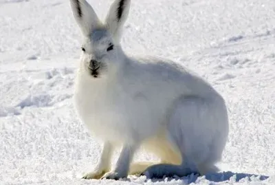 Coniglio delle nevi