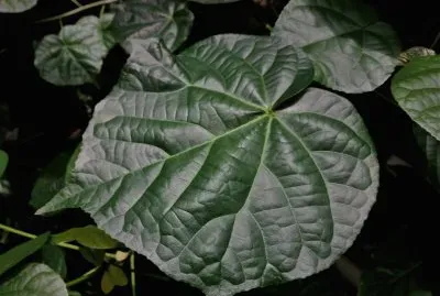 en el botanico valencia jigsaw puzzle