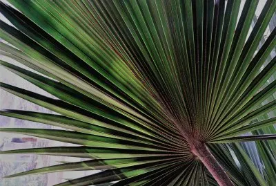 en el botanico valencia