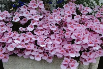 פאזל של fleurs