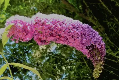 en el botanico valencia jigsaw puzzle