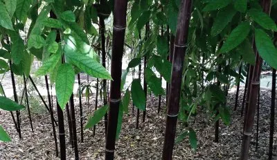 en el botanico valencia-bambu negro