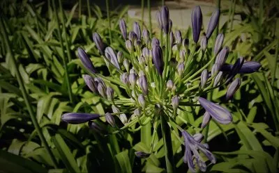 en el botanico valencia jigsaw puzzle