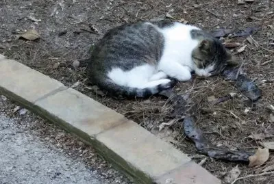 en el botanico valencia