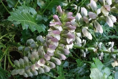 en el botanico valencia