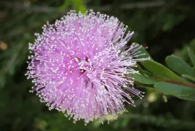 en el botanico valencia jigsaw puzzle