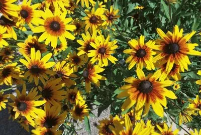 en el botanico-plantas tintoreas