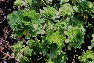 פאזל של en el botanico valencia