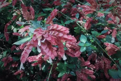 en el botanico valencia