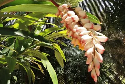 en el botanico valencia