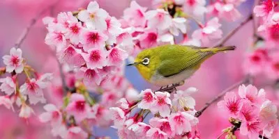 flores jigsaw puzzle