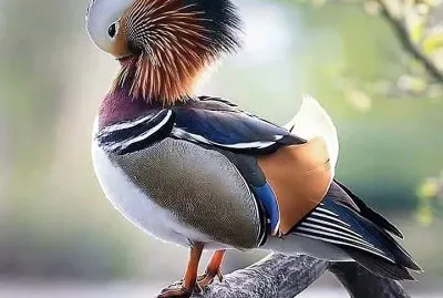 natural