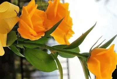 flores