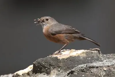 Origma