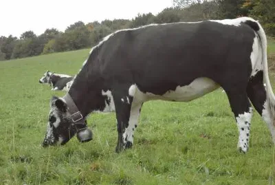 vache vosgienne