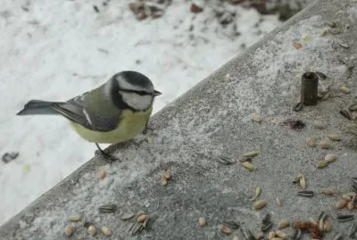 mÃ©sange bleue jigsaw puzzle