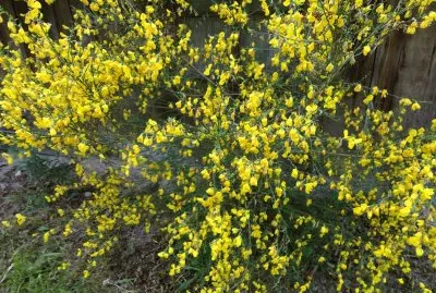 genets jigsaw puzzle