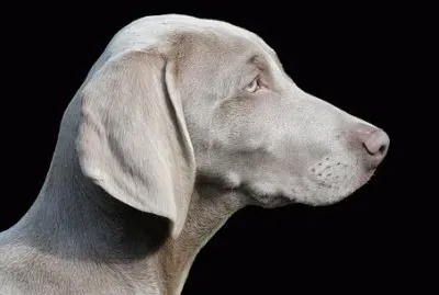 perfil jigsaw puzzle